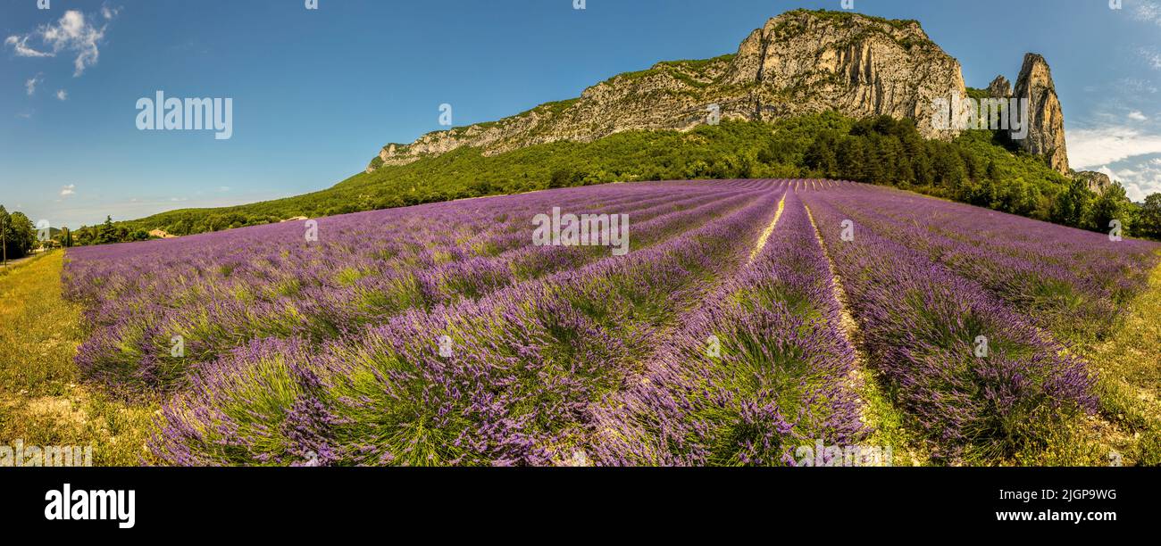 Panoramic view of a lavender field in the Drome department. At the foothills of the Vercors mountain range there is a route of lavender, in the center of which is the town of Nyons Stock Photo