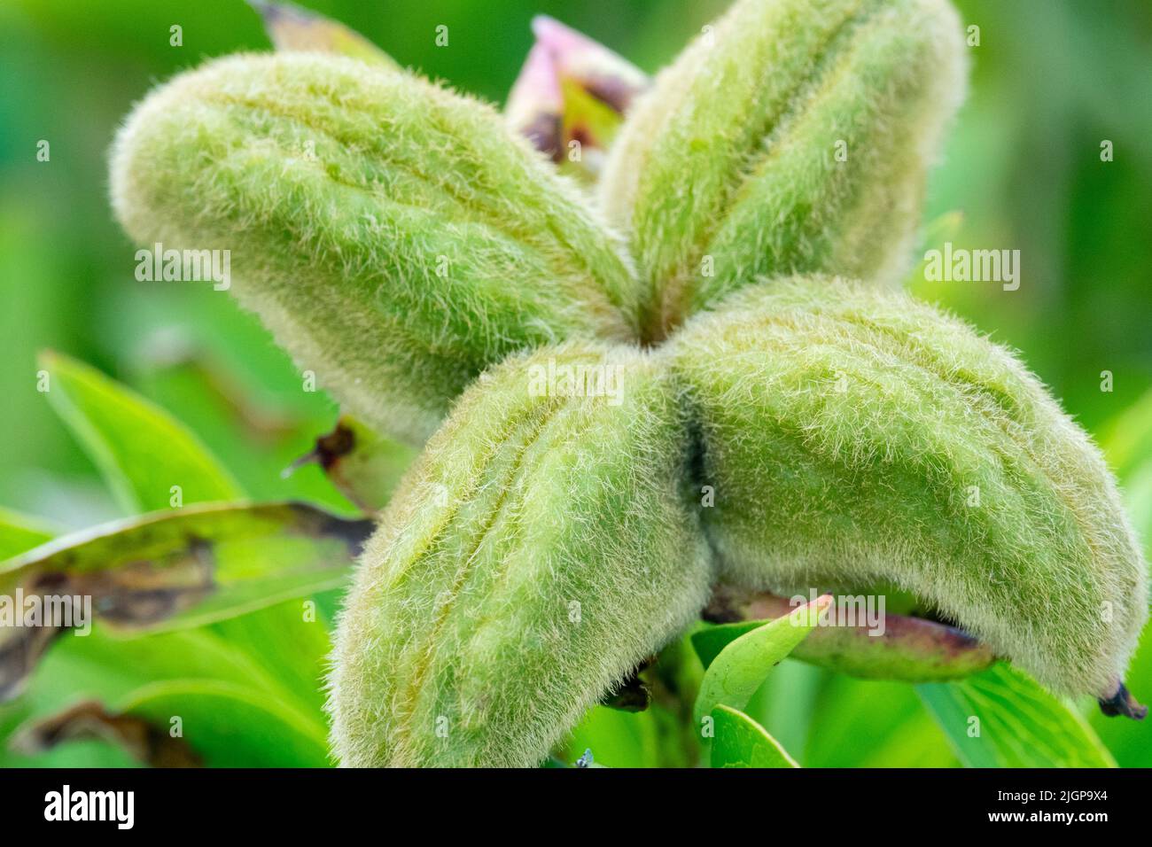 Peony seedhead, Paeonia Seedpod Stock Photo