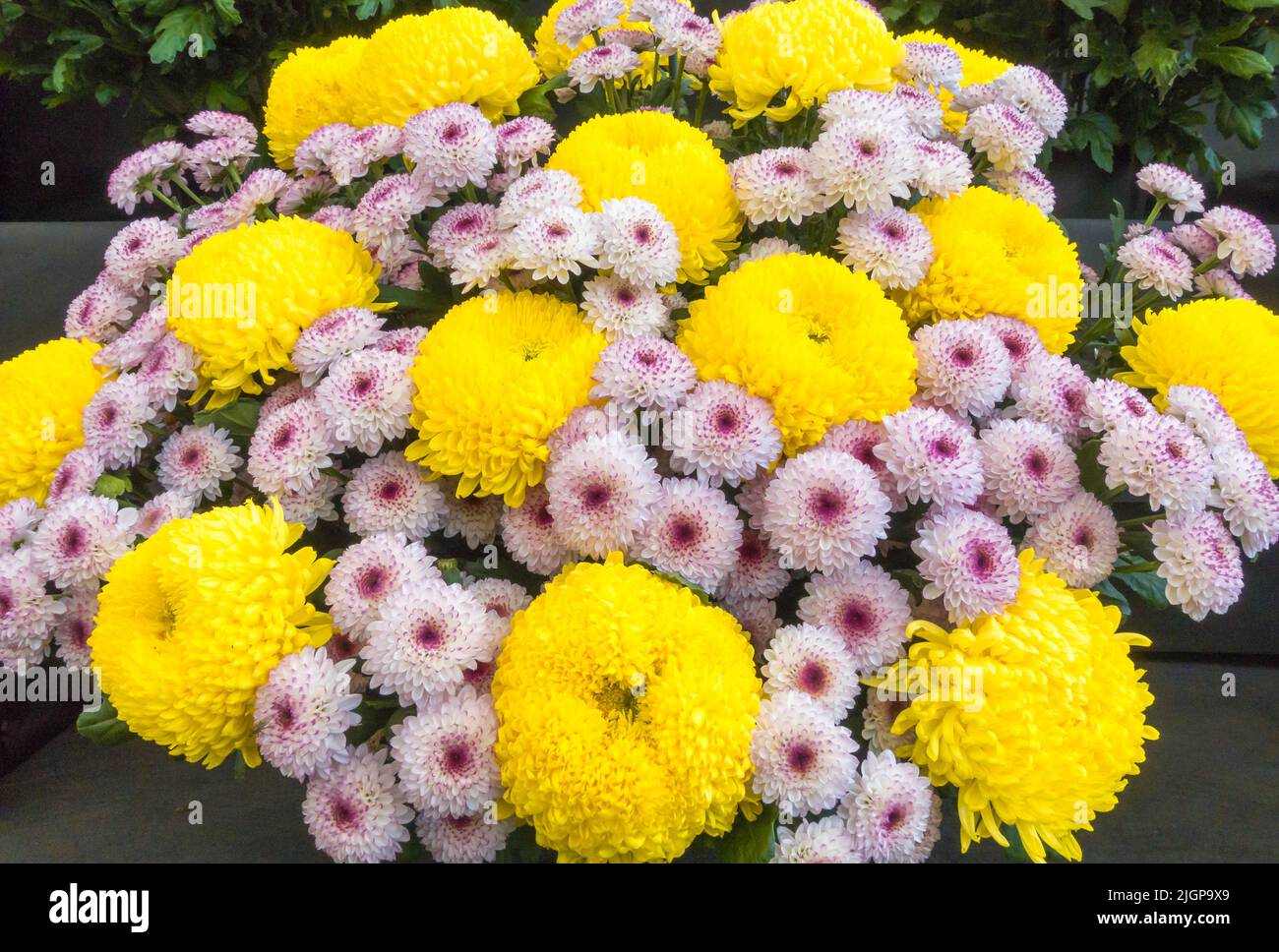 Bouquet of Chrysanthemums at the 2022 Spring Garden Show, Malvern Worcestershire England, UK. May 2022 Stock Photo