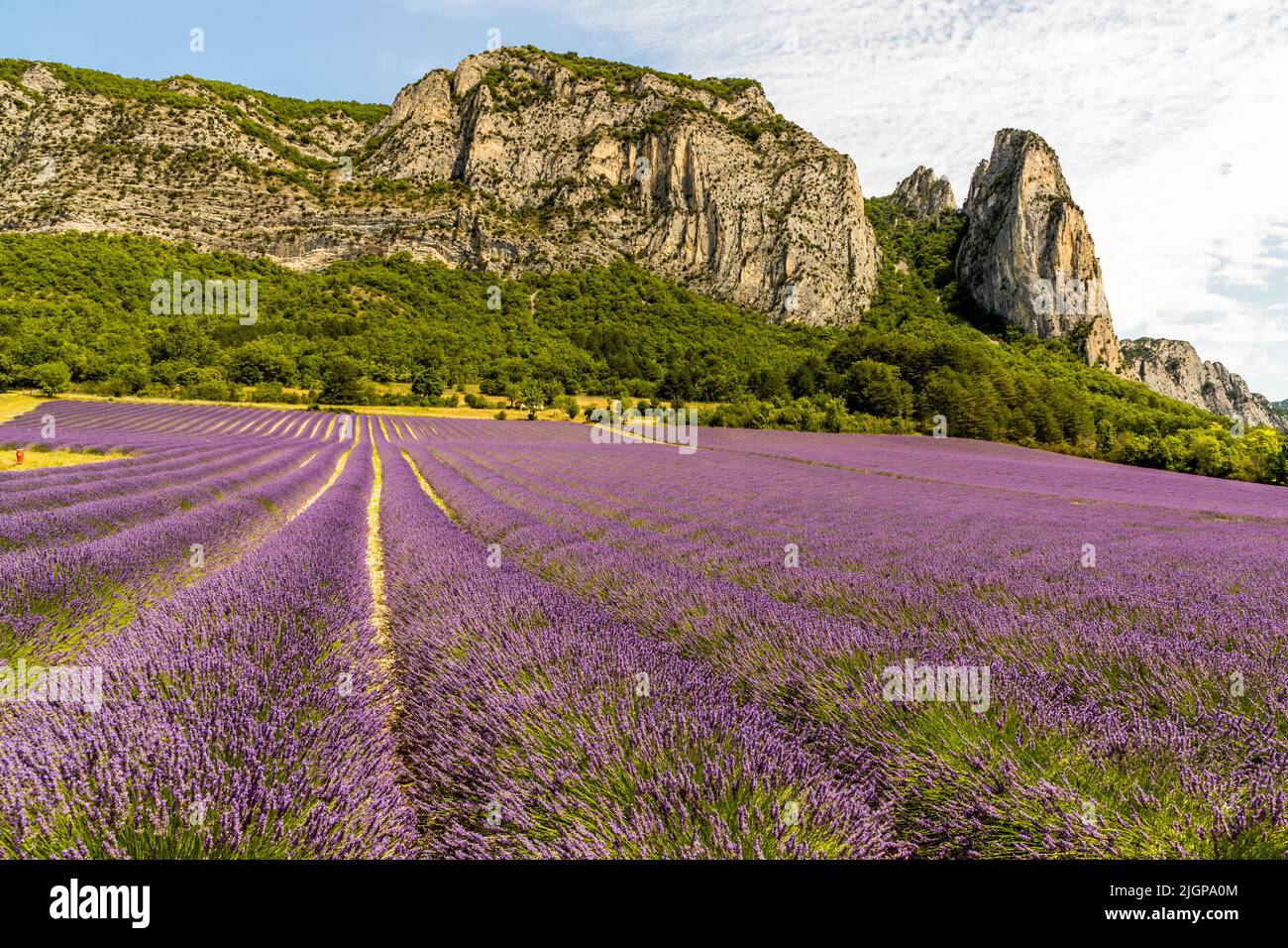 Foothills of the Vercors mountains with lavender field. The Vercors is a mountain range bounded by deep valleys in the far west of the French Alps. In the Vercor is the largest nature reserve in France with 170 square kilometers Stock Photo