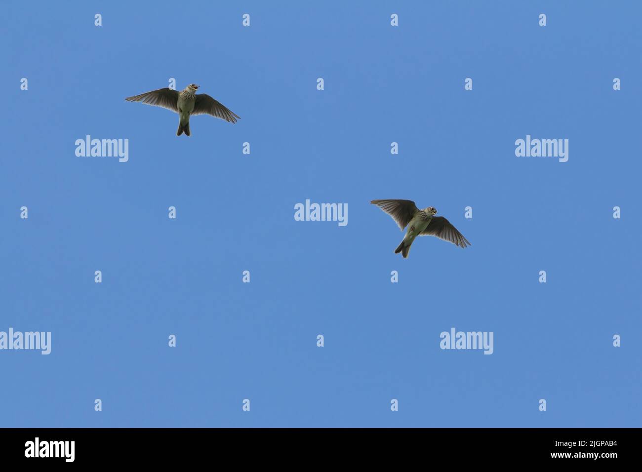 Skylarks (alauda arvensis) composite of flying skylarks in late spring season uk. Blue sky copy space streaked sandy brown plumage paler underside Stock Photo