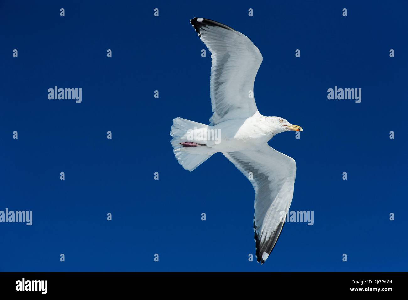 Adult herring gull flight Stock Photo Alamy