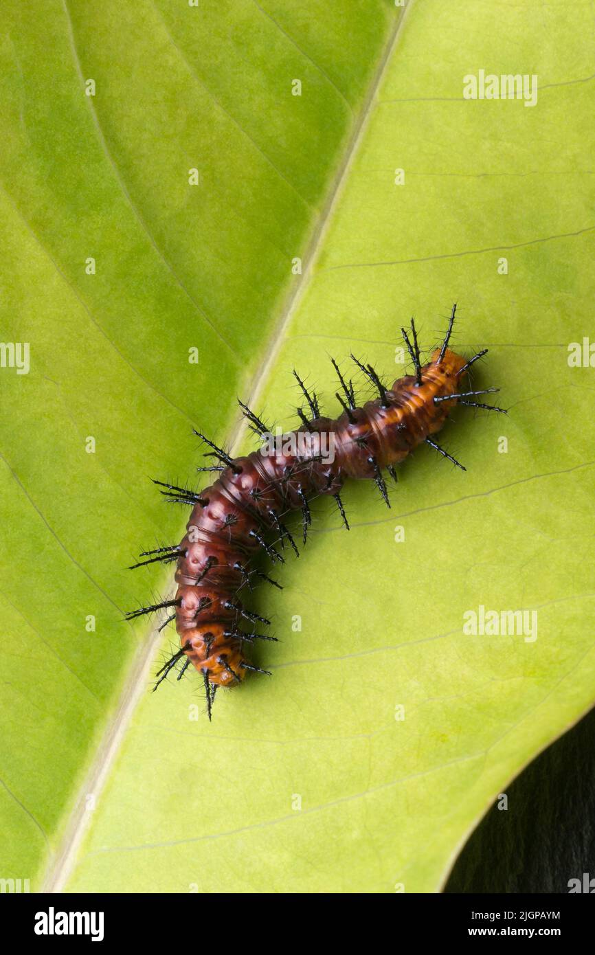 dark brown and black spiny butterfly caterpillar on a green leaf, closeup macro with copy space Stock Photo