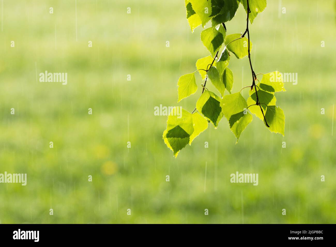 Fresh Silver birch, Betula pendula leaves during a rainy spring day in Estonia, Northern Europe Stock Photo