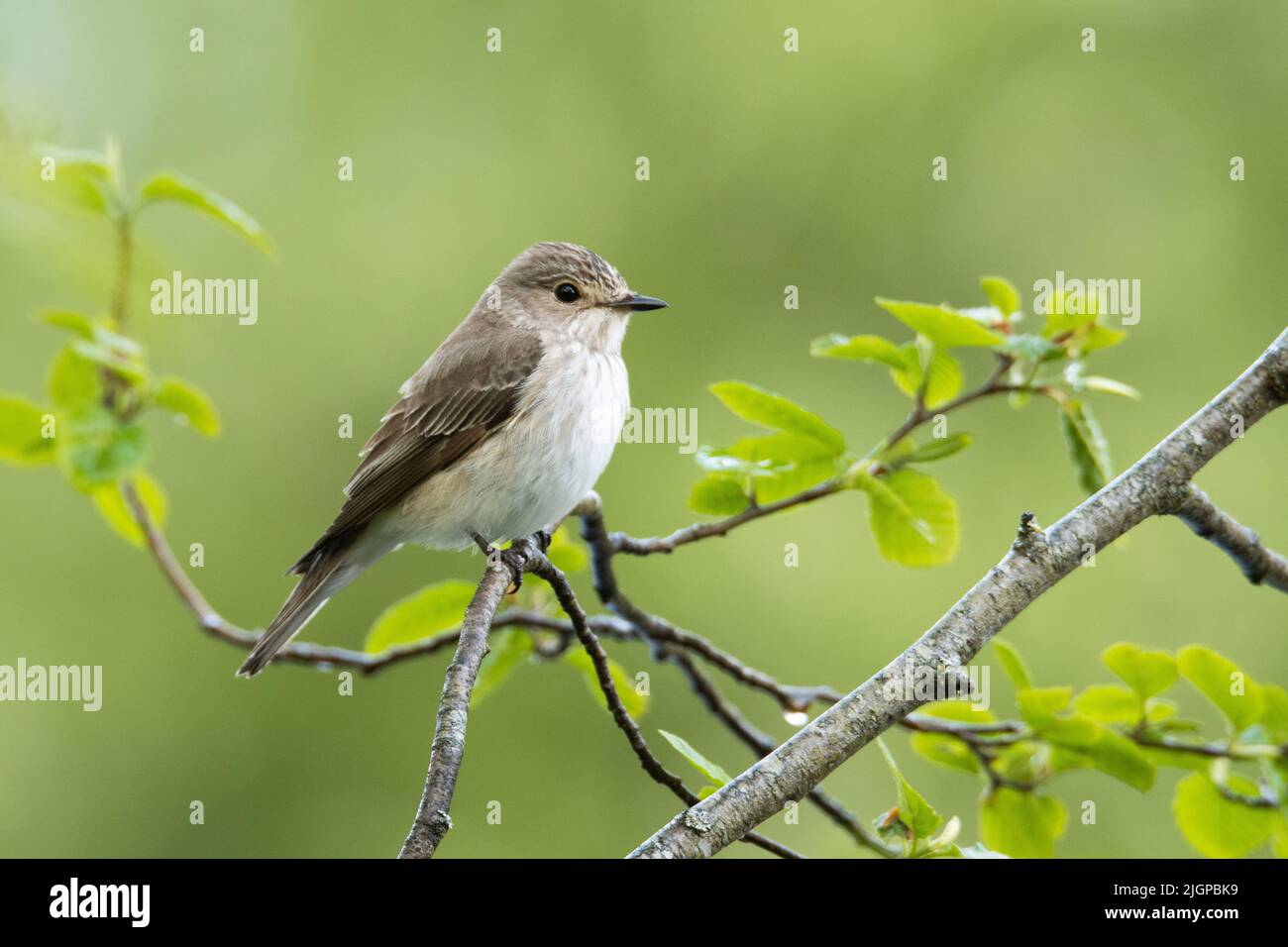 Close-up of a Spotted flycatcher, Muscicapa striata perched in a springtime forest in Estonia Stock Photo