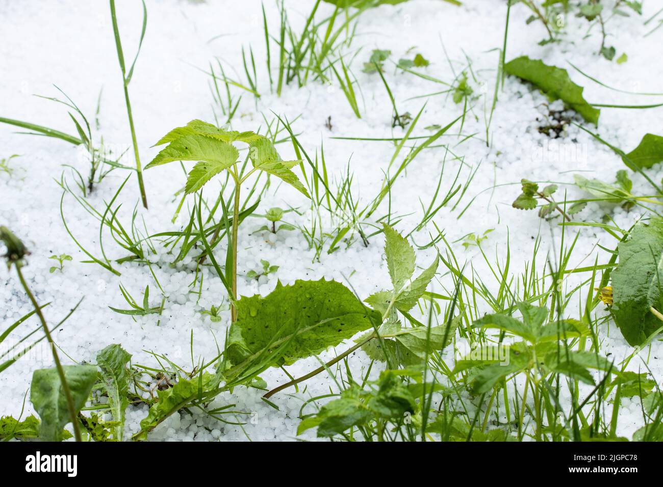 Grass and plants covered with ice after a hailstorm in Europe Stock Photo