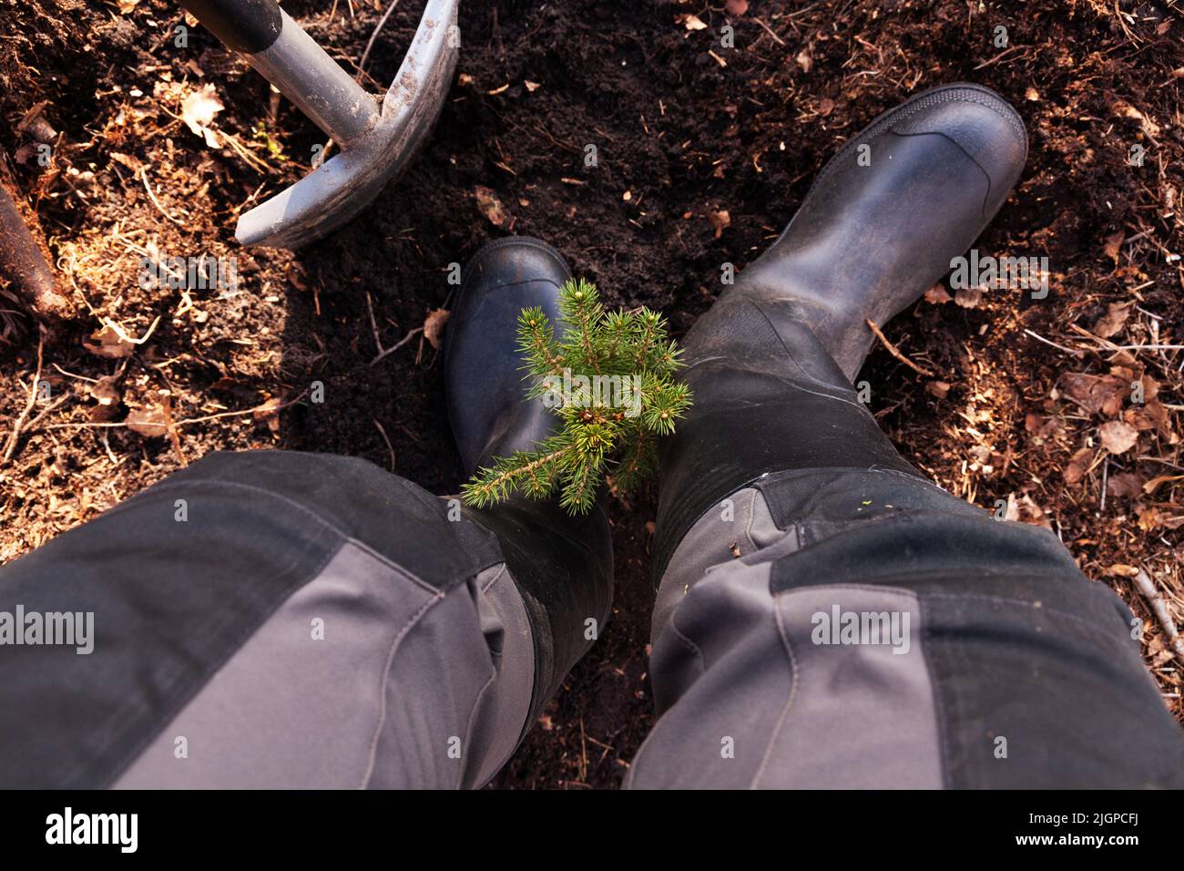 Planting small Spruce saplings on a clear-cut area as a part of reforestation Stock Photo