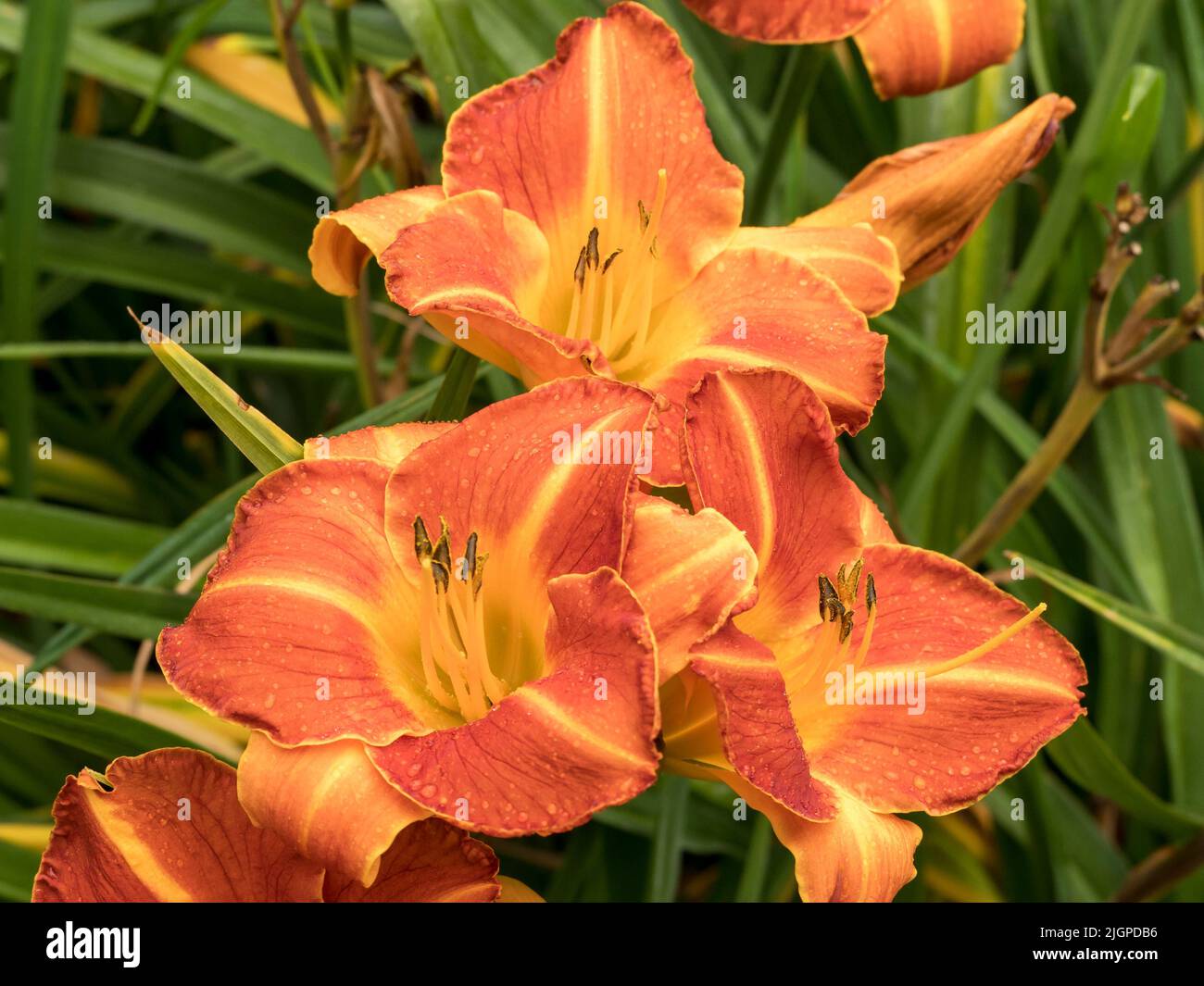 Three Hemerocallis daylily flowers variety Staghorn Sumac Stock Photo