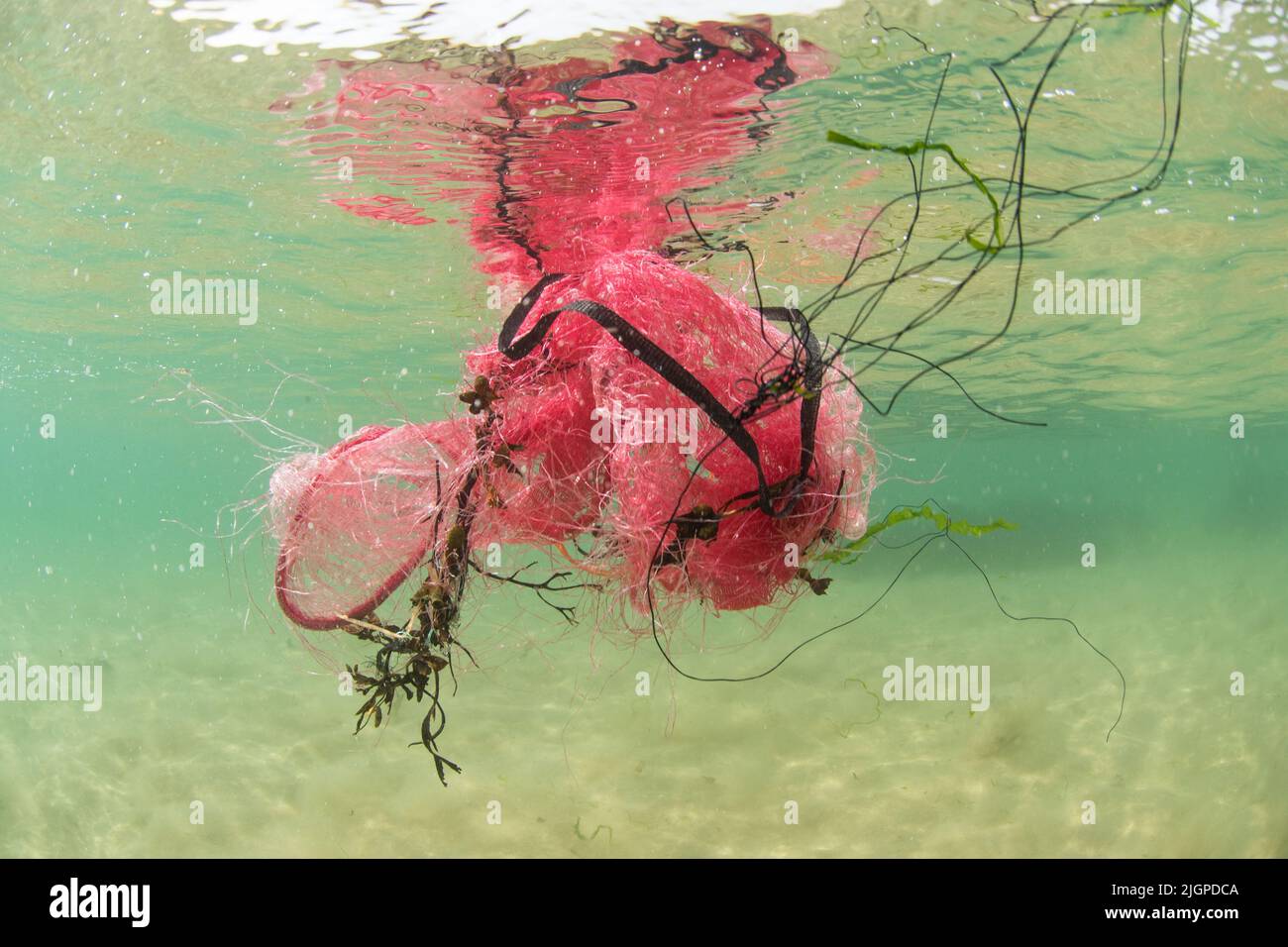 Red mesh bag breaking apart in the sea creating a potential entanglement hazard for widlife Stock Photo
