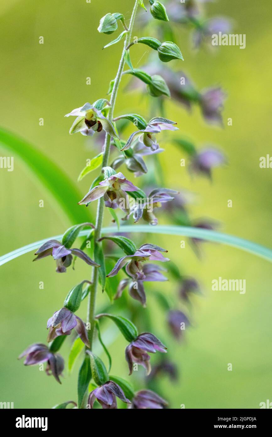 Close-up of Broad-leaved helleborine blossoms on a late summer day in Estonia, Northern Europe Stock Photo