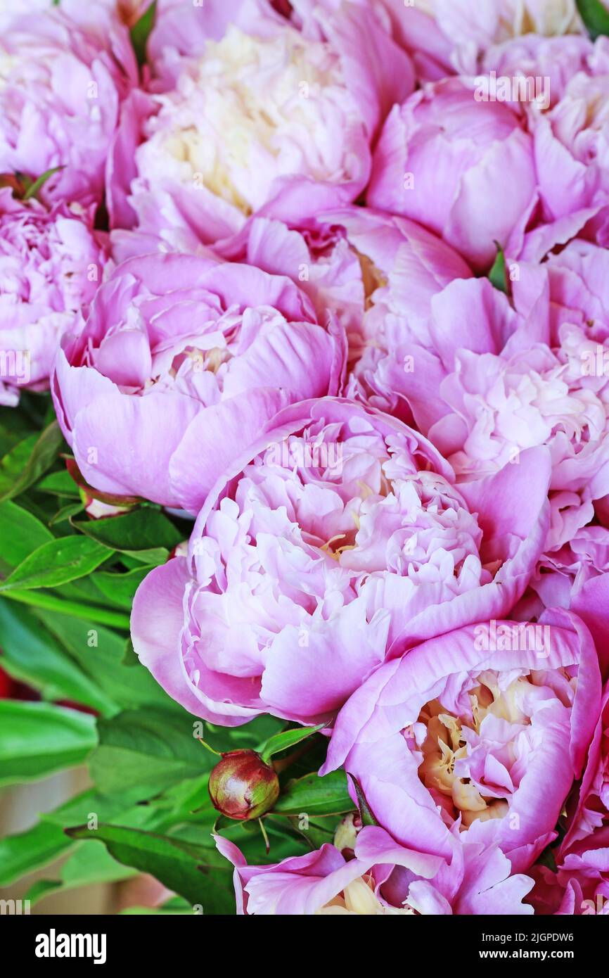 Peony Flower Wallpaper Hd