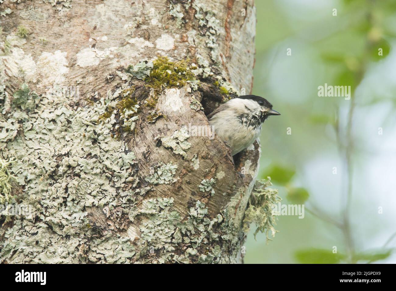 European Passerine Marsh Tit On A Nesting Hole During Breeding Season european-passerine-marsh-tit-on-a-nesting-hole-during-breeding-season
