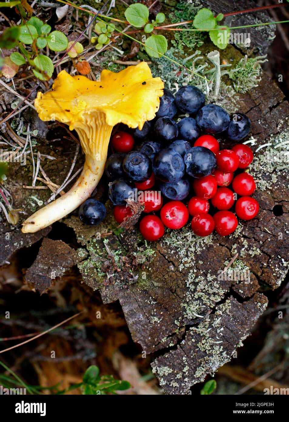 Yellow chanterelles, blueberries and lingonberries on a tree stump in a forest. Stock Photo