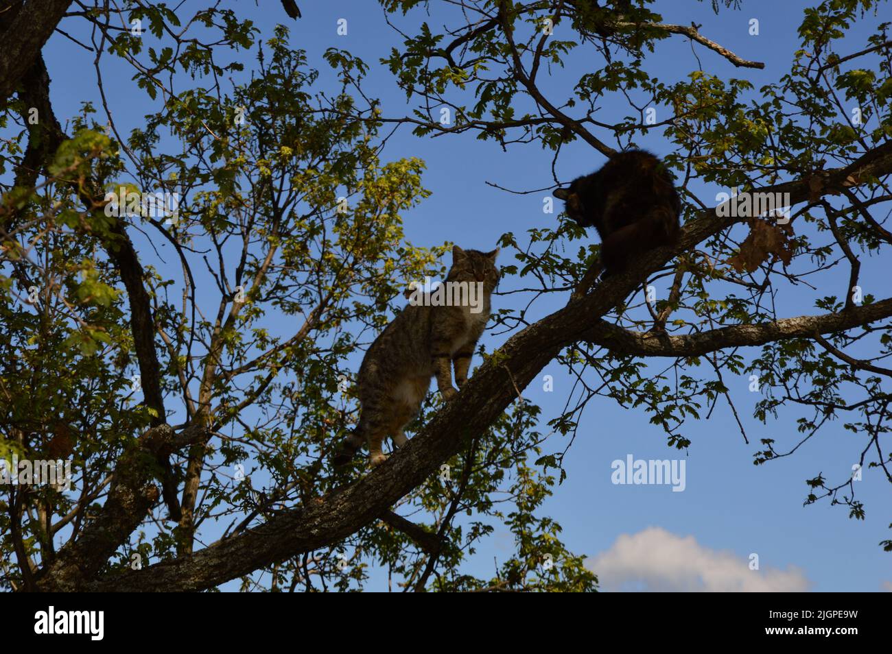 The two cats playing in the tree Stock Photo