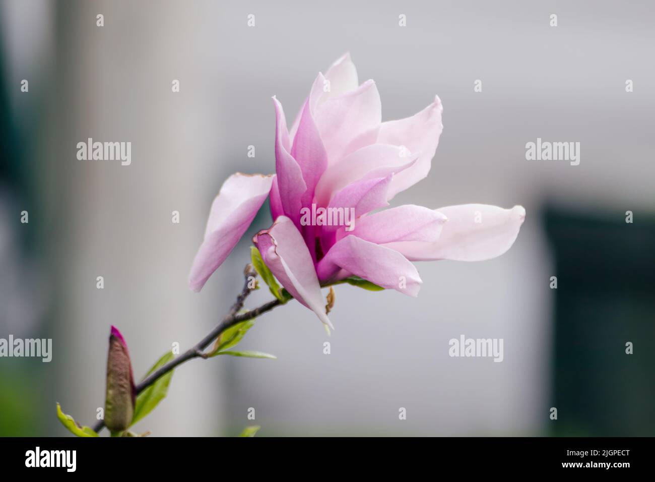 Magnolia pink flower with green tender leaves close-up on blurred light ...