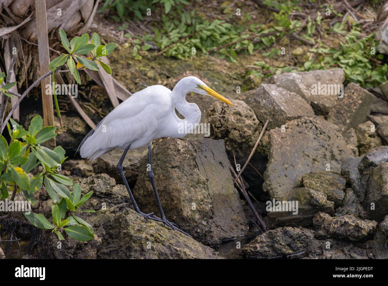 Wide shot of a Great Egret (ardea alba) hunting for fish along a river bank. Stock Photo