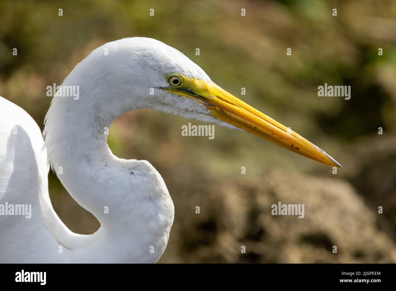 Close-up of a Great Egret (ardea alba) hunting for fish along a river bank. Stock Photo