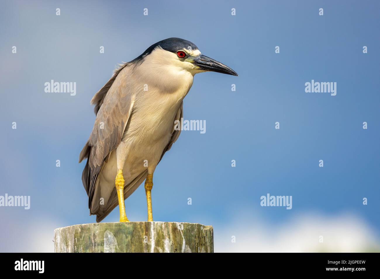 Black-crowned Night Heron (nycticorax nycticorax) perched on a dock piling against a blue sky. Stock Photo