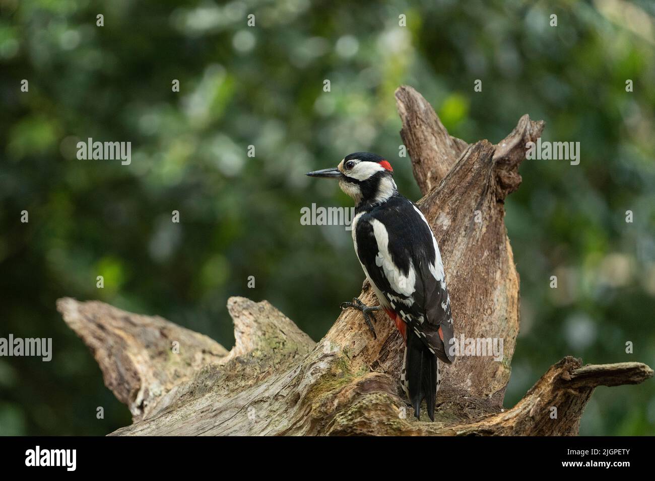 An Adult male of Great spotted woodpecker bird Dendrocopos major Stock Photo