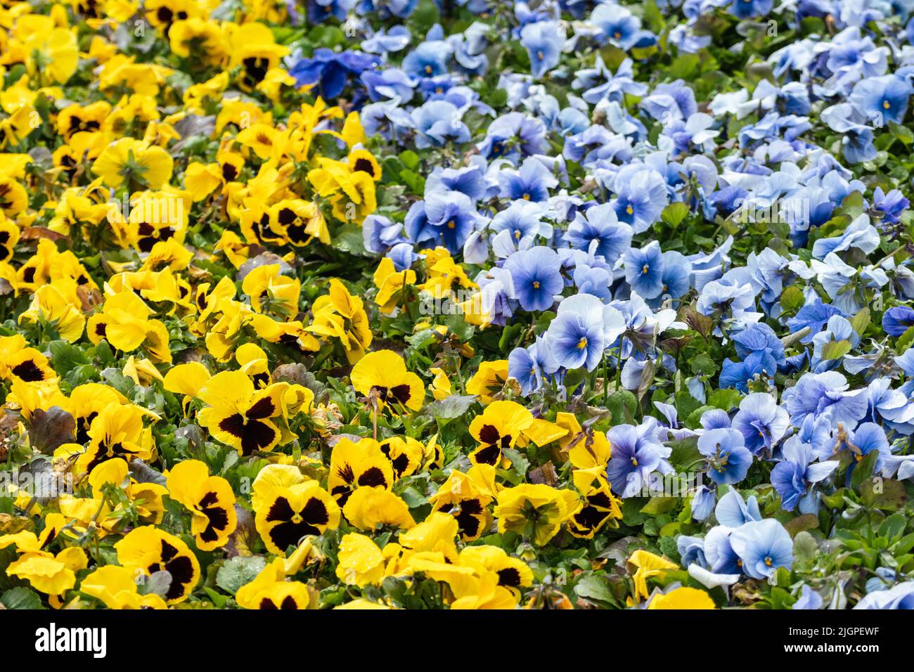 Vibrant yellow and blue Viola Cornuta pansies flowers close-up, floral background with blooming colorful heartsease pansy flowers with green leaves Stock Photo