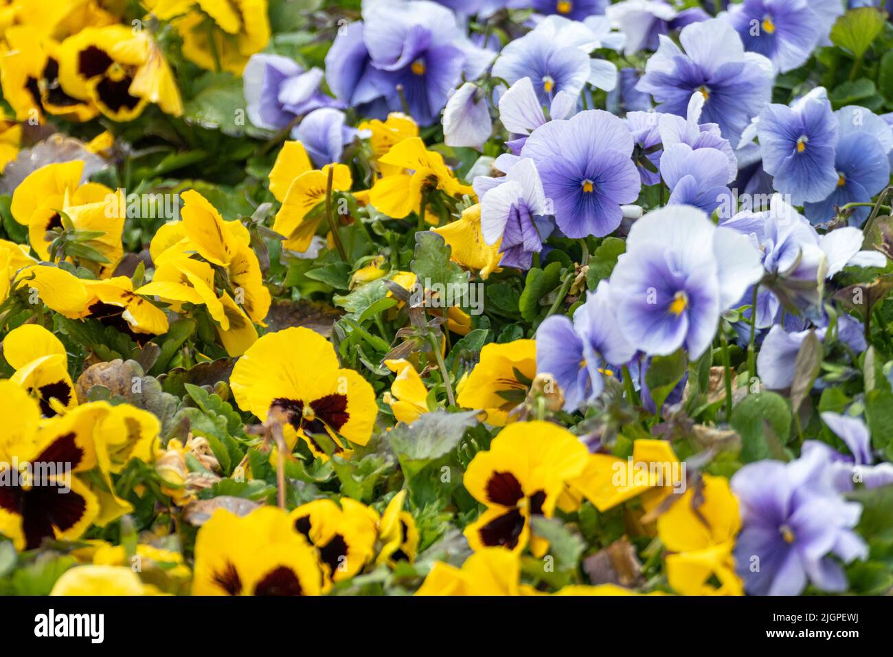 Vibrant yellow and blue Viola Cornuta pansies flowers close-up, flower bed with blooming colorful heartsease pansy flowers with green leaves Stock Photo