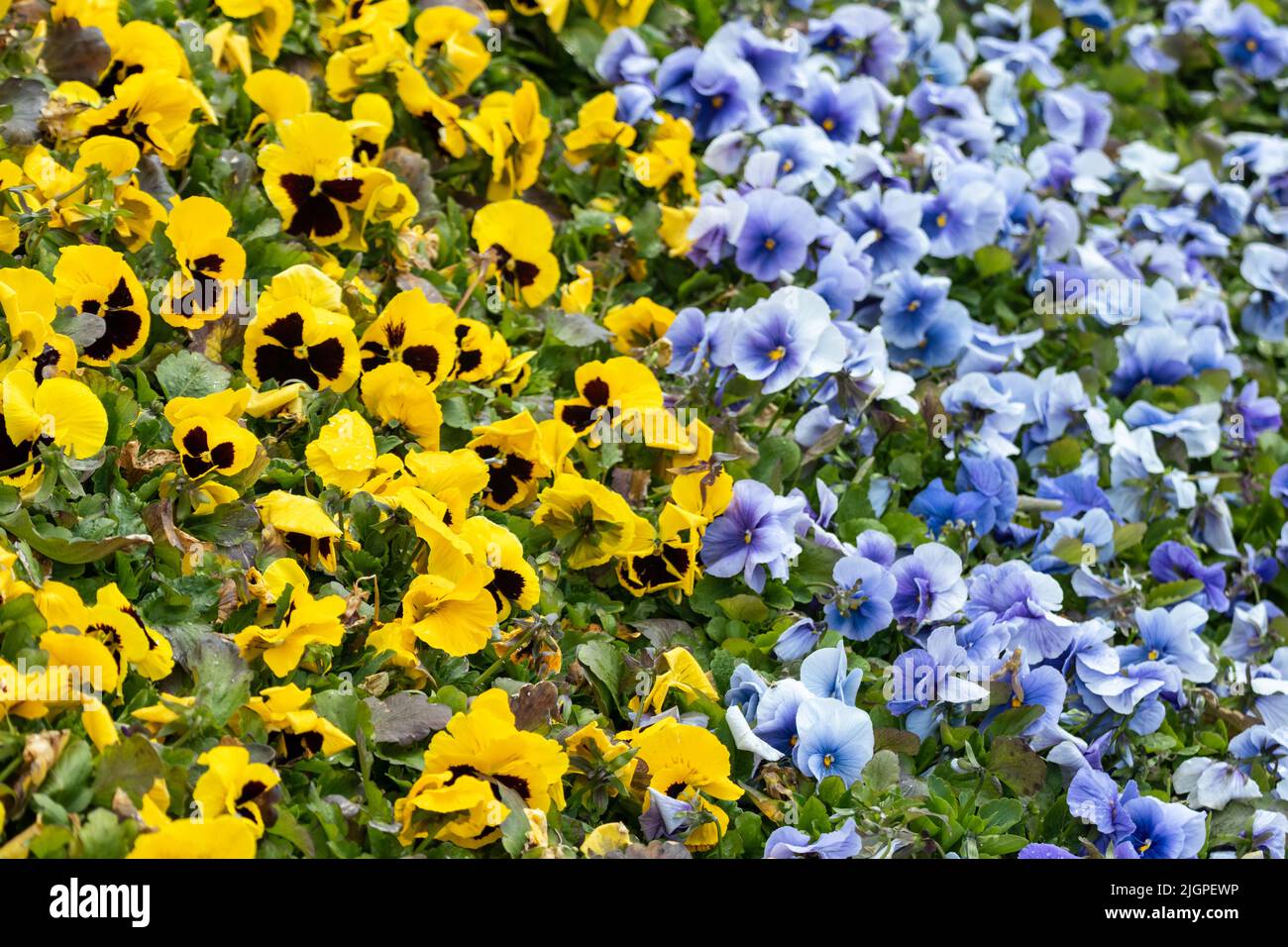 Vibrant yellow and blue Viola Cornuta pansies flowers close-up, floral background with blooming heartsease pansy flowers with green leaves Stock Photo