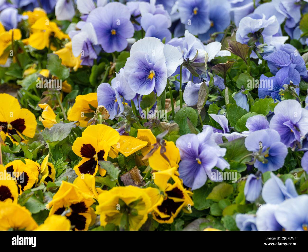 Vibrant yellow and blue Viola Cornuta pansies flowers close-up, floral background with blooming colorful pansy flowers with green leaves Stock Photo