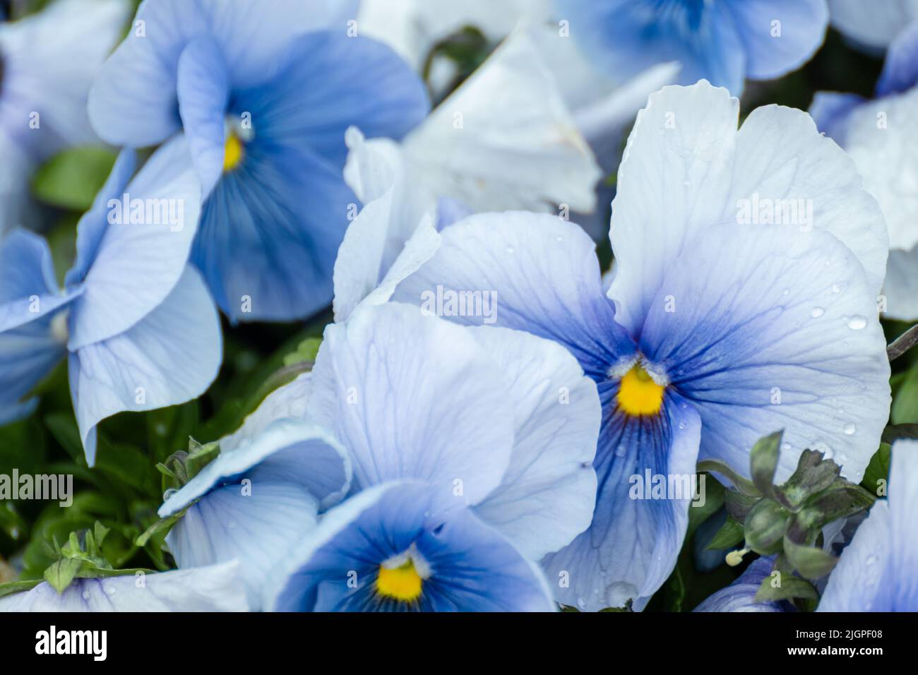 Blue Viola Cornuta pansies flowers with tender petals and yellow center close-up, floral background with blooming heartsease pansy flowers Stock Photo