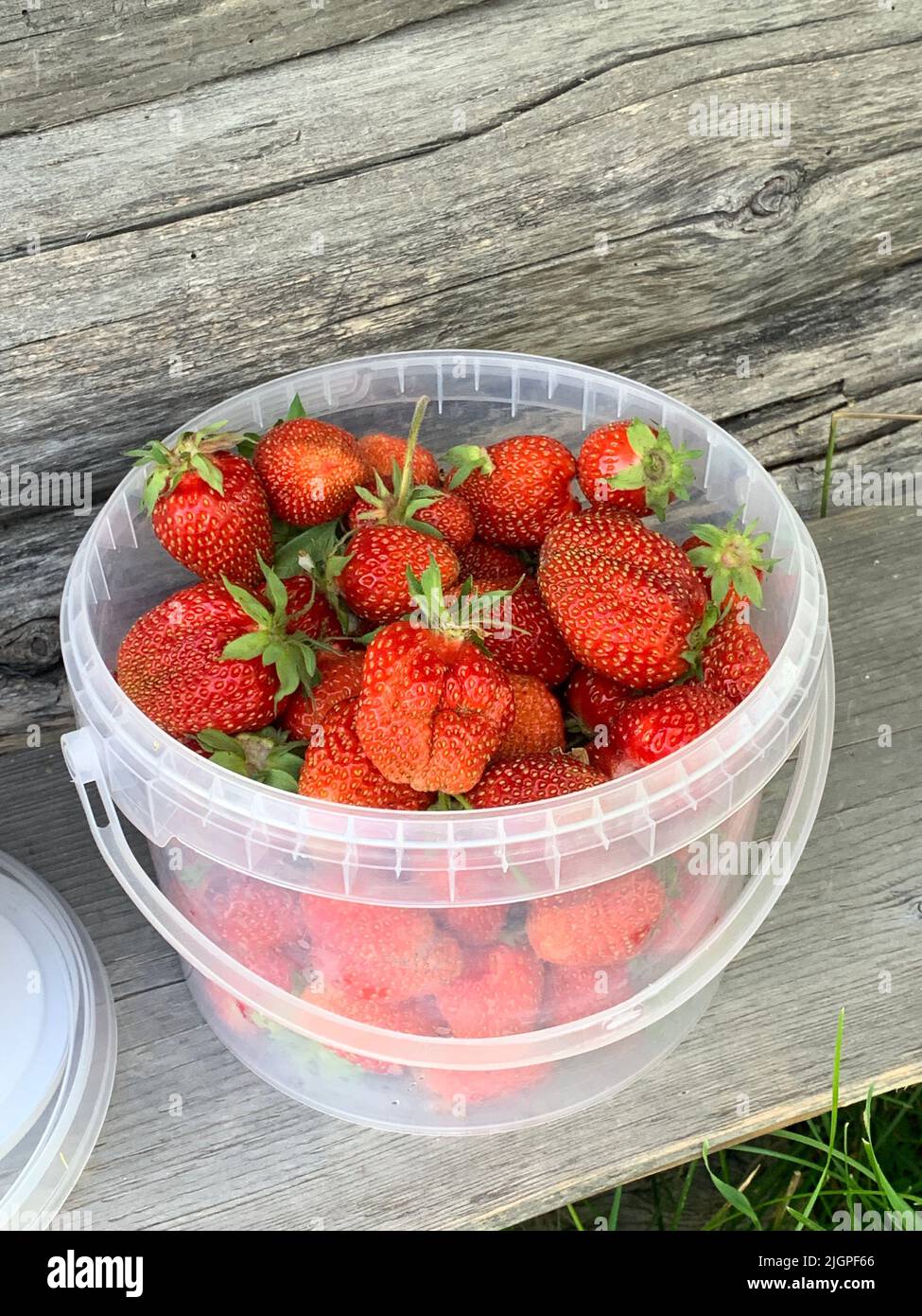 Photo of strawberries in the garden in summer Stock Photo - Alamy