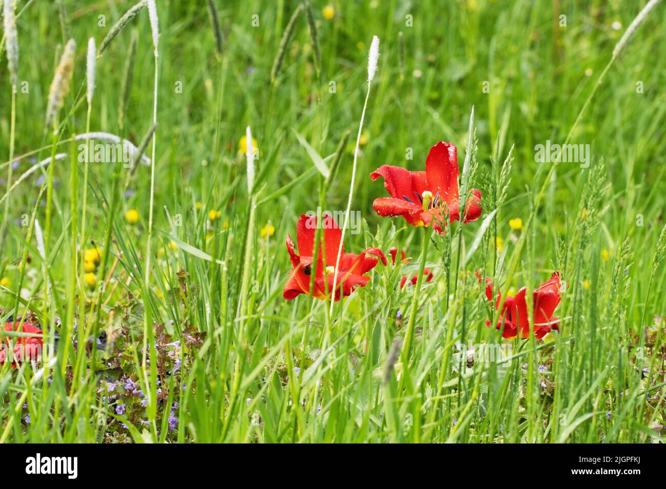 Bright red tulips blooming in tall lush grass Stock Photo