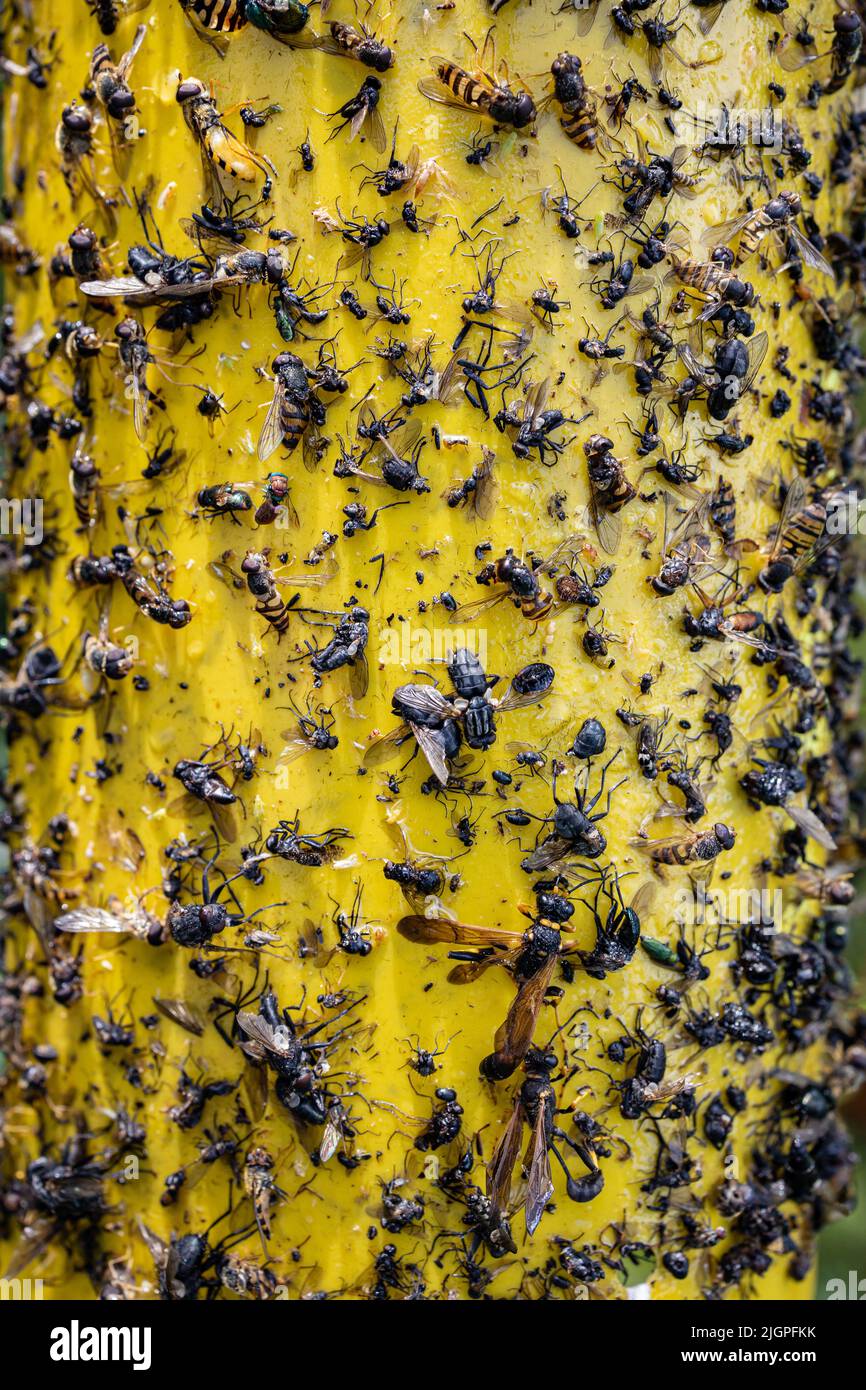 Yellow Sticky Insect Trap in the garden Stock Photo