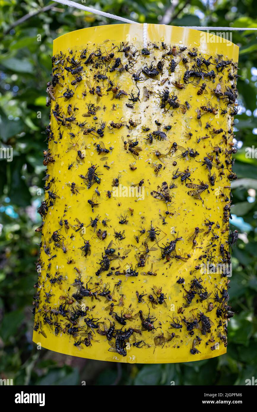 Sticky Yellow Fly Trap Stock Photo - Download Image Now - Fruitfly