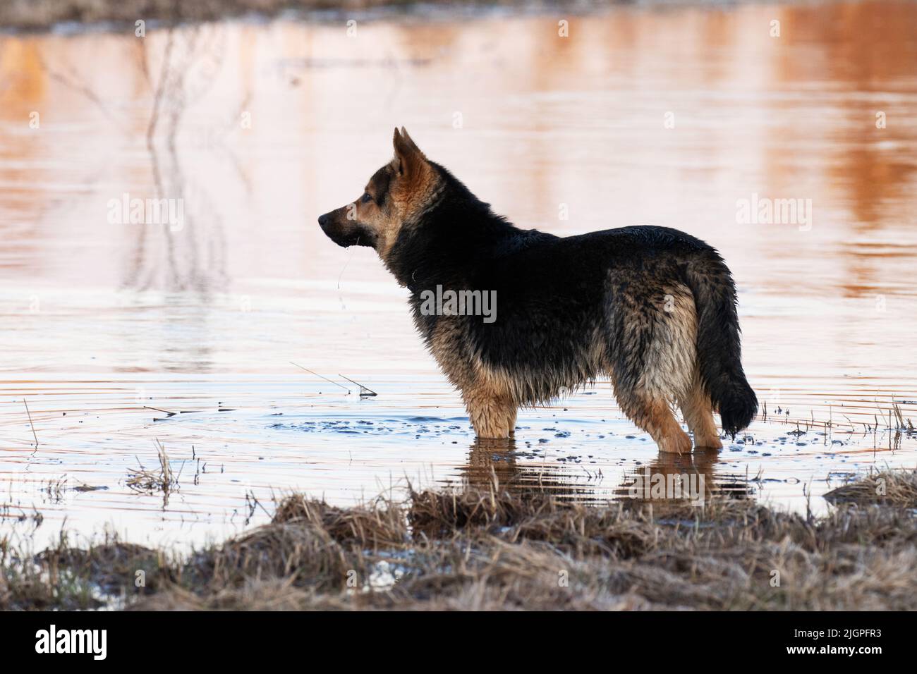 Calm German shepherd standing in water during a spring evening in