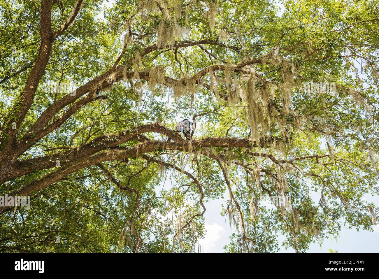 Men trimming tree branches off a huge, hundreds of years old live oak tree in North Central Florida. Stock Photo