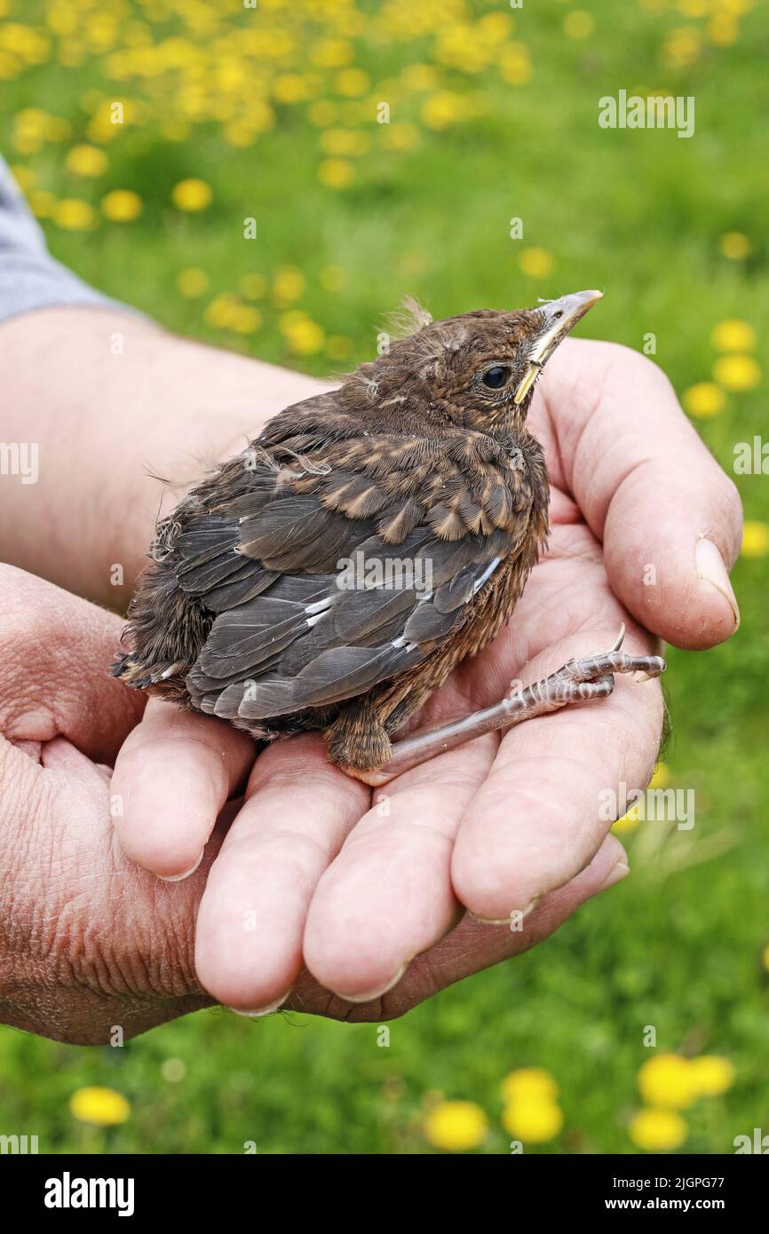 Baby bird fell out of its nest hi-res stock photography and images - Alamy