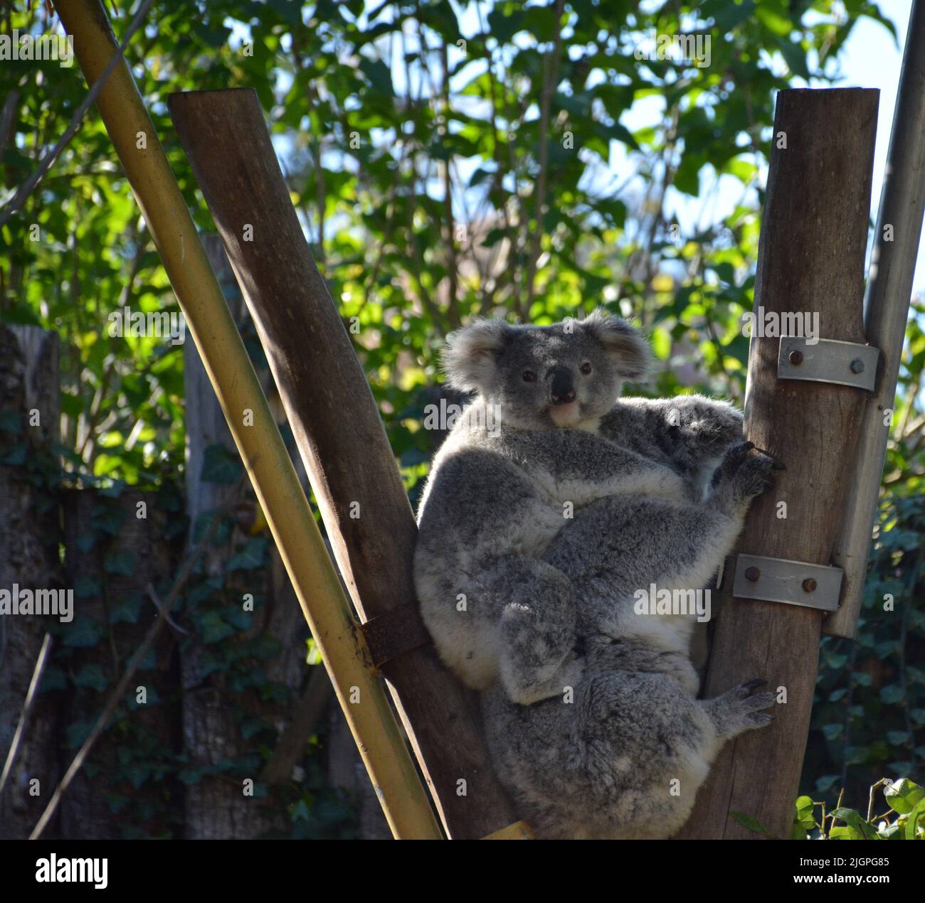 A beautiful shot of Koalas sitting together in the zoo park beauval, France Stock Photo