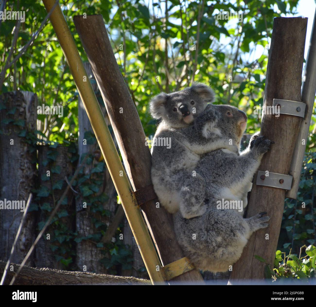 A beautiful shot of Koalas sitting together in the zoo park beauval, France Stock Photo