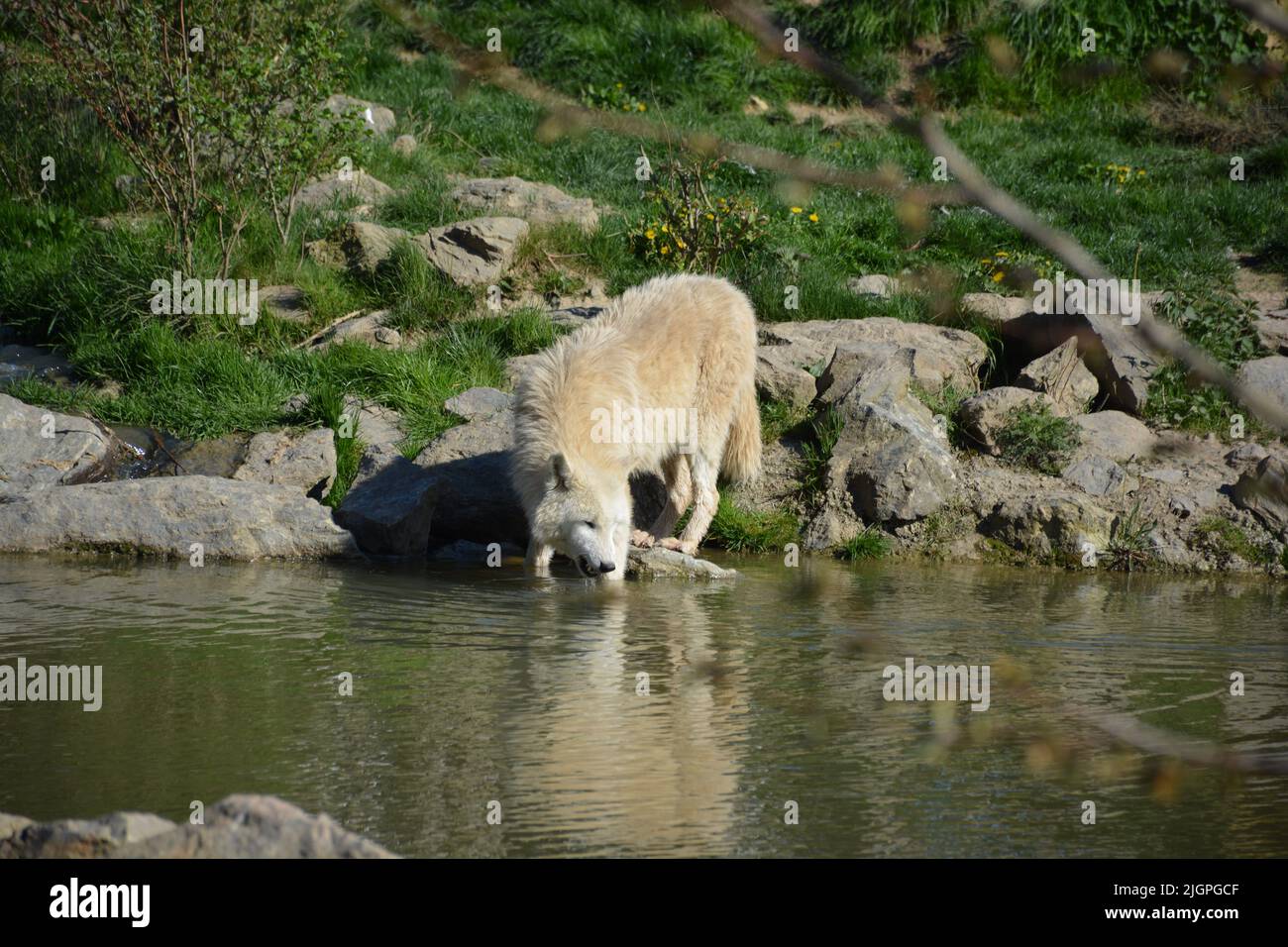 A distant view of a Arctic wolves in the zoo park beauval, France Stock Photo