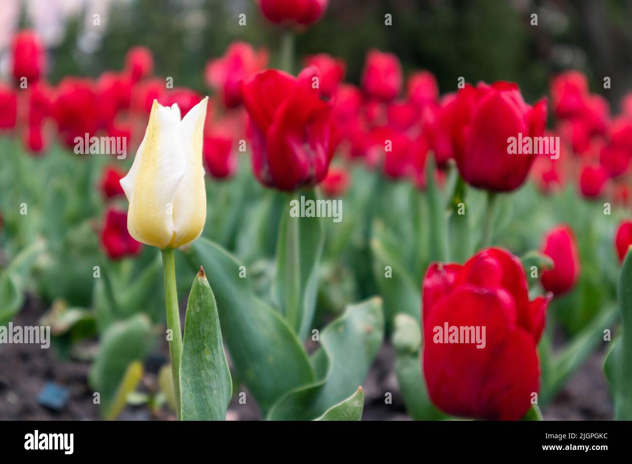 White and red tulip flowers field, flower bed close-up, spring bloom with blurred background. Romantic fresh meadow foliage Stock Photo