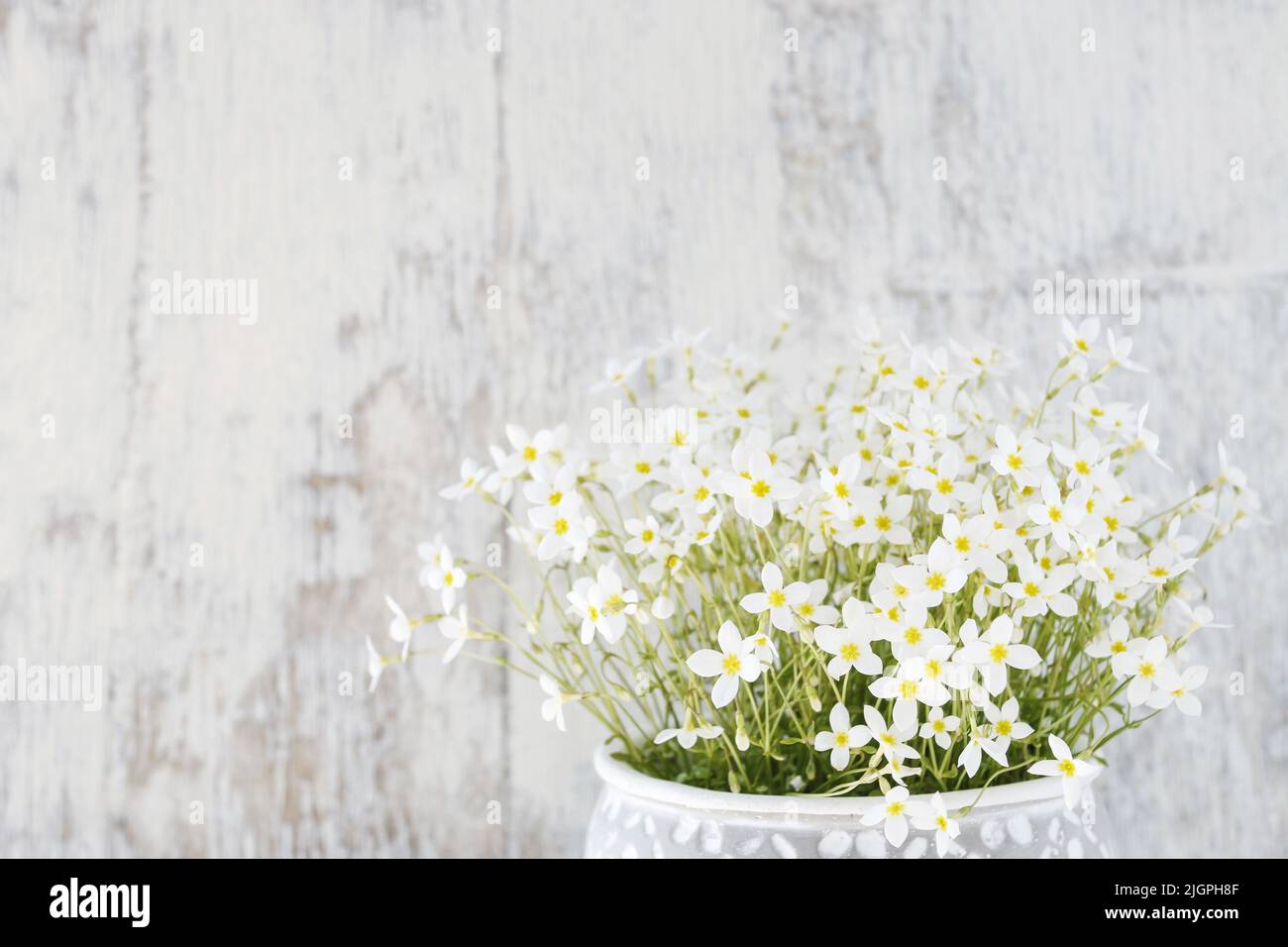 Saxifraga arendsii (Schneeteppich) flowers on white wooden background. Graphic resources Stock Photo