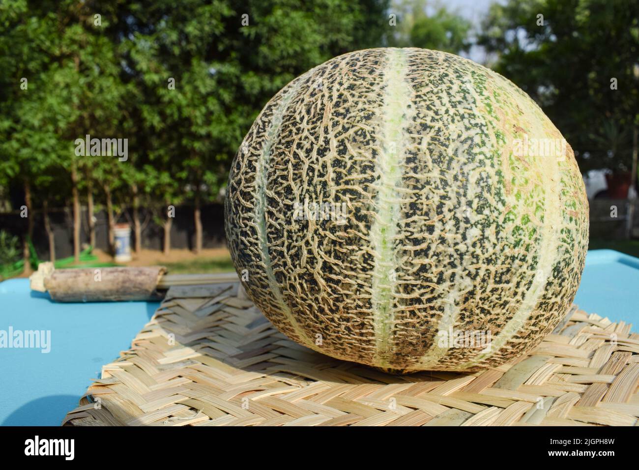 Side view of green color striped Musk melon or Cantaloupe also known as Kharbuja fruit. Indian fruit Muskmelon with gride lines on outdoor nature back Stock Photo