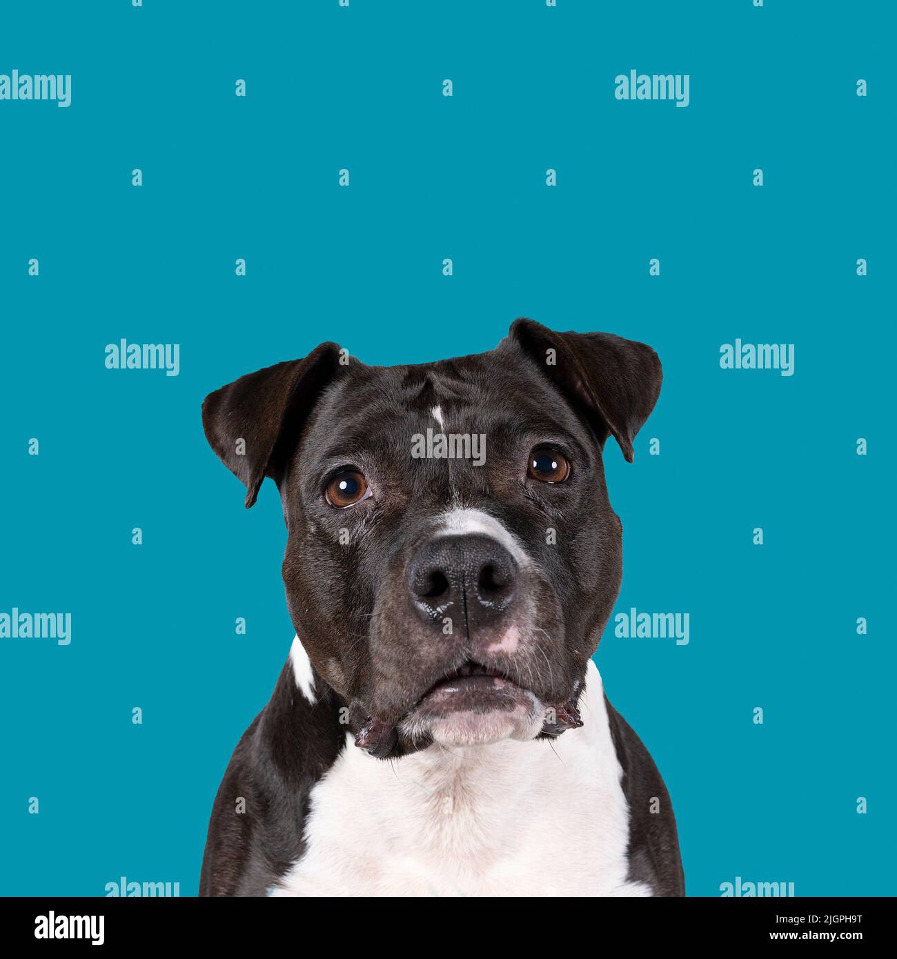 Beautiful staffy hi-res stock photography and images - Alamy