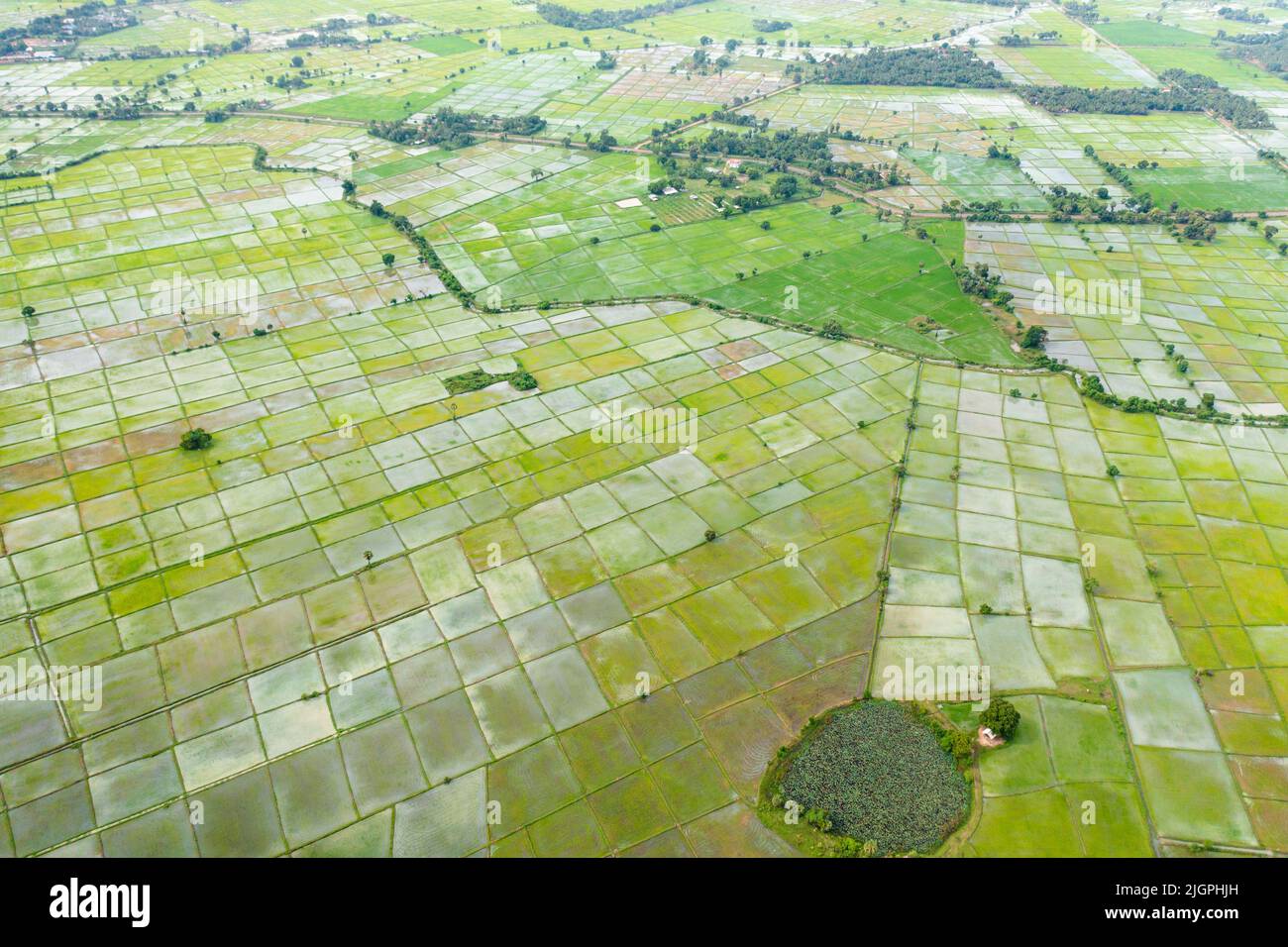 Aerial drone of green rice fields of farmers in rural area on Sri Lanka