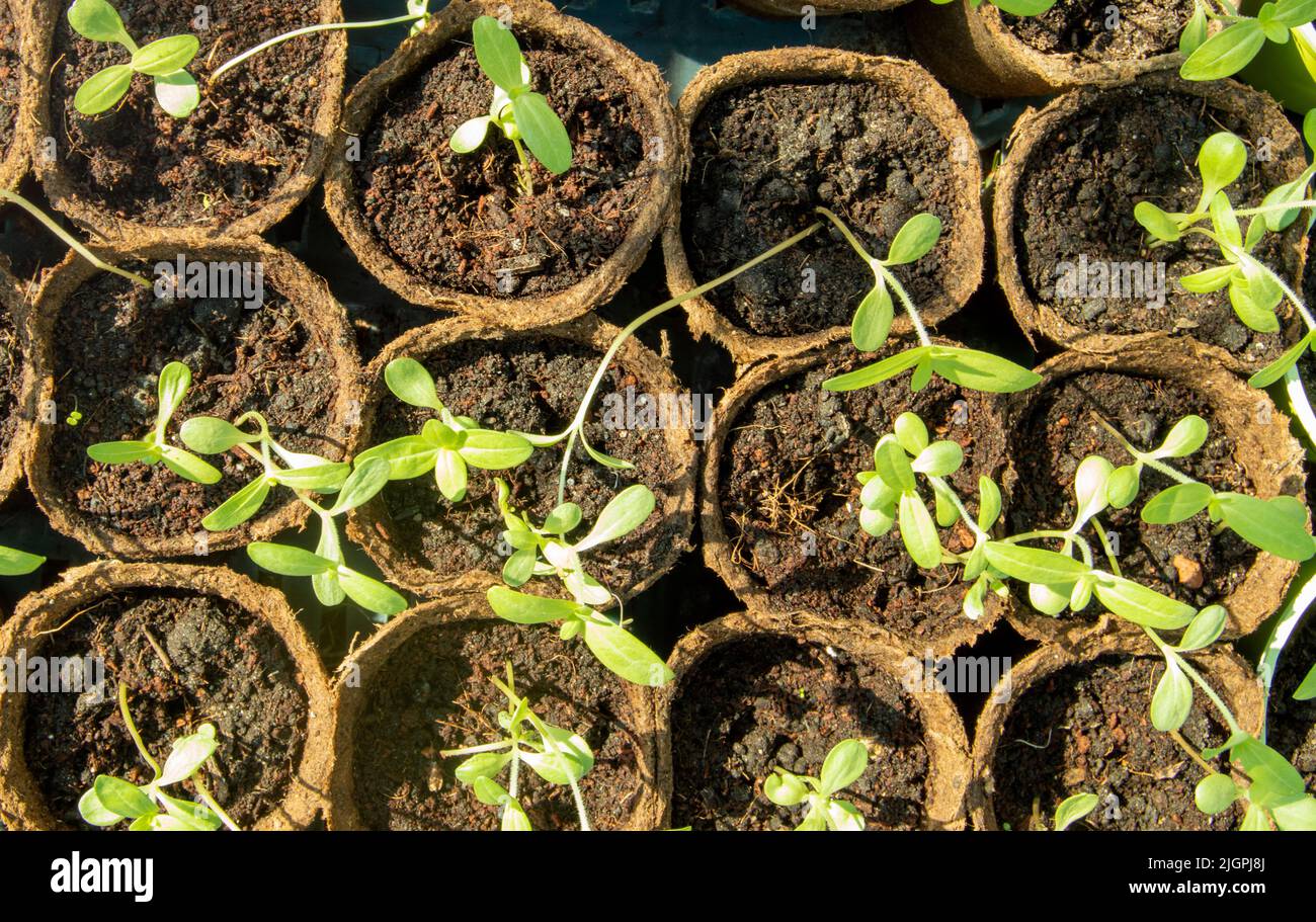 Closeup of growing seedlings of vegetables and flowers in peat pots