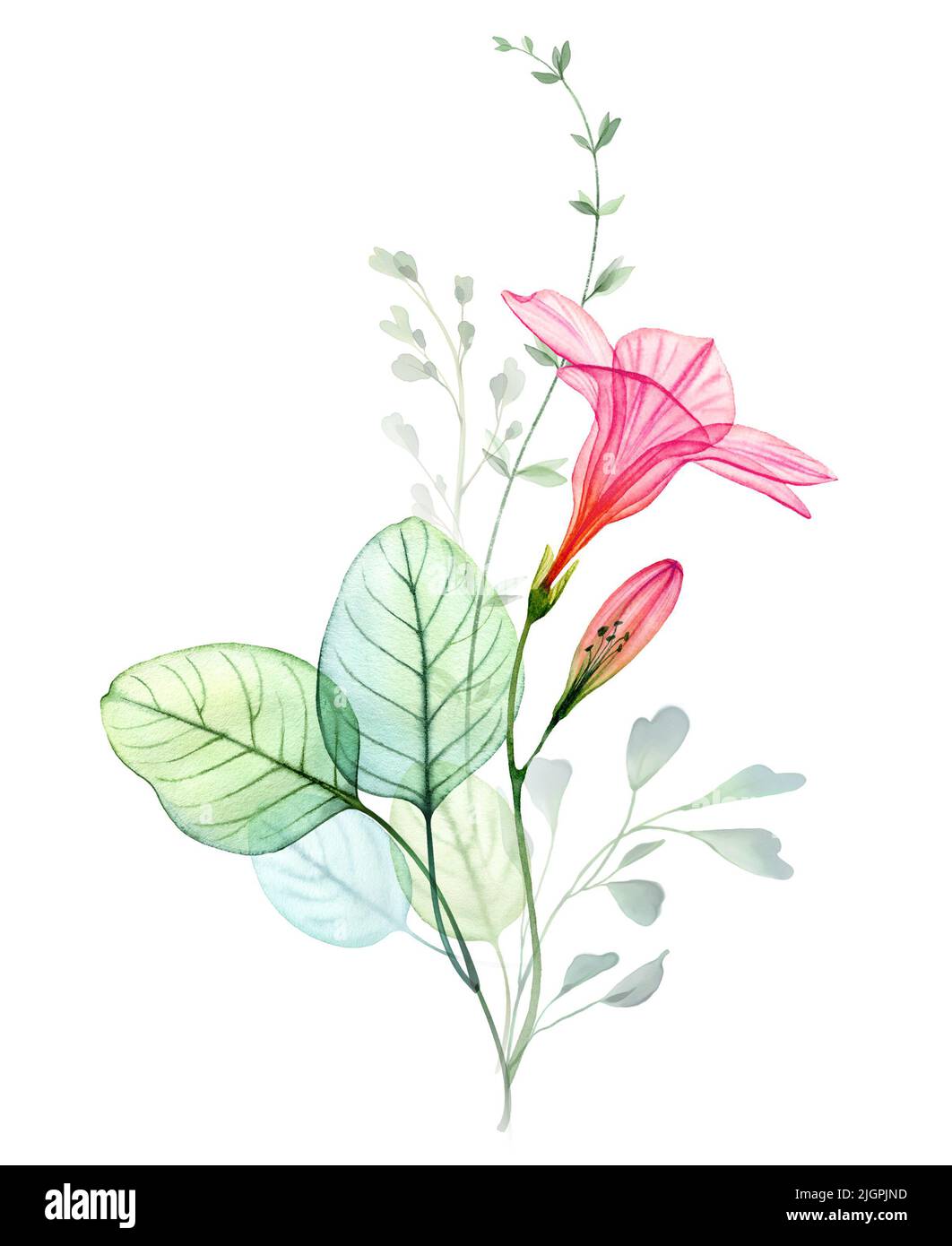 Watercolor transparent hibiscus flower, eucalyptus branches. Colourful tropical bouquet isolated on white. Botanical abstract floral illustration for Stock Photo