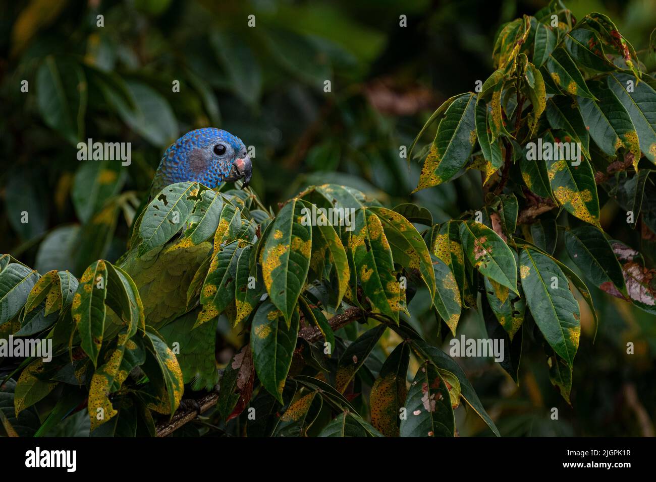 Blue headed parrot hiding in a tree in the rain forest just his head looks over the leaves. Stock Photo