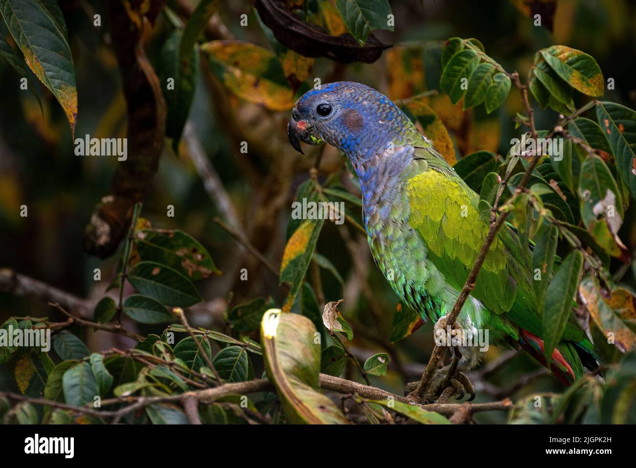 Blue headed parrot perched in a tree in the rain forest of Panama great place for  birdwatching Stock Photo