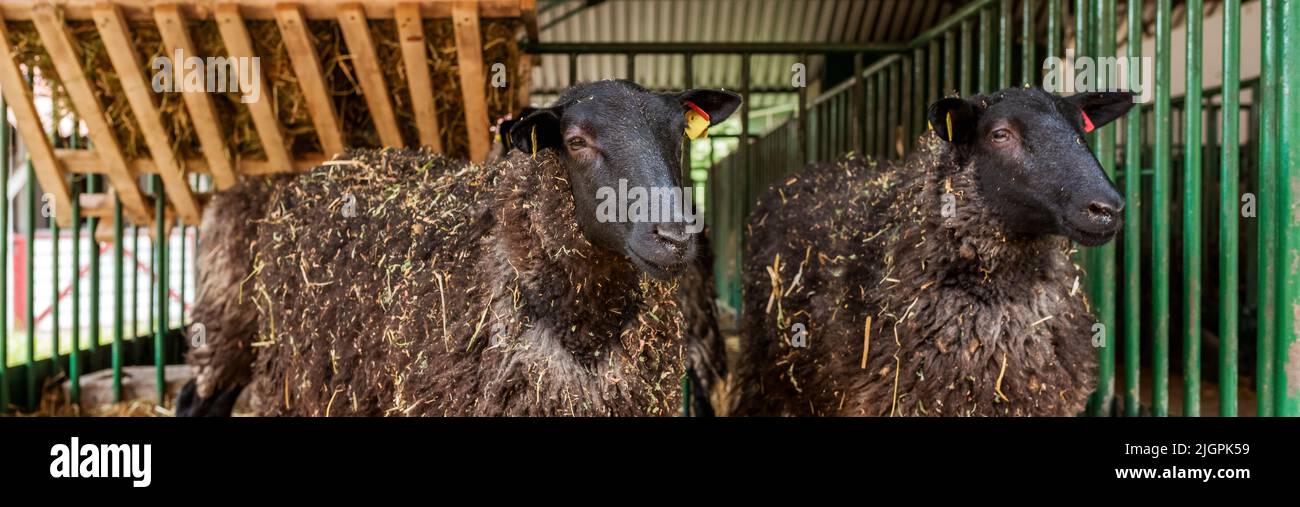Black Welsh mountain sheep in ranch barn, panoramic image with