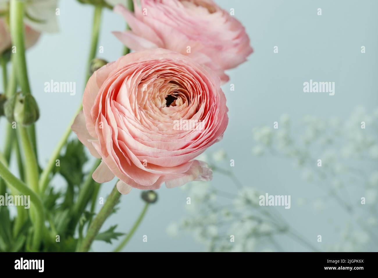 Pink Ranunculus Blue Pink ranunculus flowers on blue background. Graphic resources Stock ...