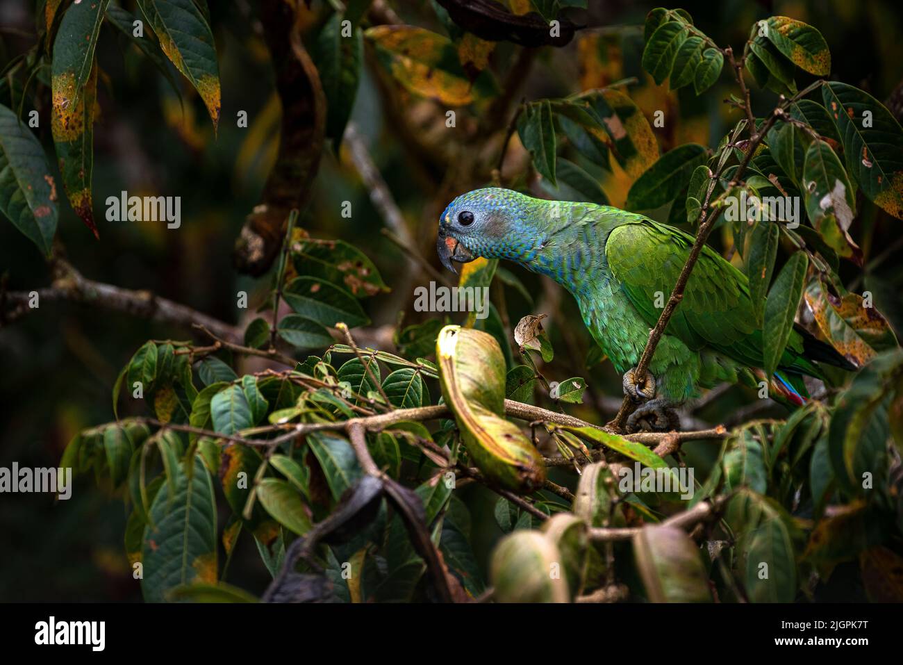 Blue headed parrot perched in a tree in the rain forest of Panama Stock Photo